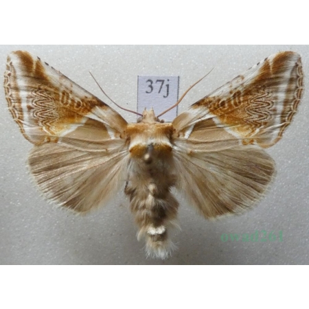 Habrosyne pyritoides (Hufnagel, 1766) Pluszówka agatka Pluszówka agatka Czech37j